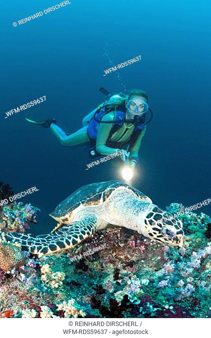 Hawksbill Sea Turtle and Diver, Eretmochelys imbricata, Kandooma Thila, South Male Atoll, Maldives