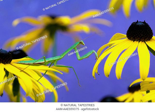 Praying Mantis in Black-eyed Susan garden