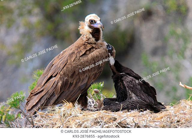 Cinereous vulture (Aegypius monachus) in nest, adult and chick, Serra de Tramuntana, Majorca, Balearic Islands, Spain
