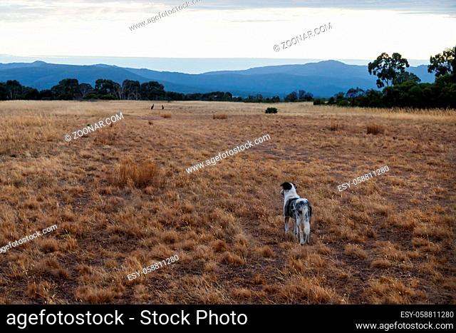 Herder dog on a dry grass field watching kangeroos in a distance at the Grampians, Victoria, Australia