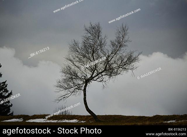 Silver birch (Betula pendula) on a meadow on a rainy day in winter, Kleine Fatra, Carpathian Mountains, Horna Suca, Slovakia, Europe
