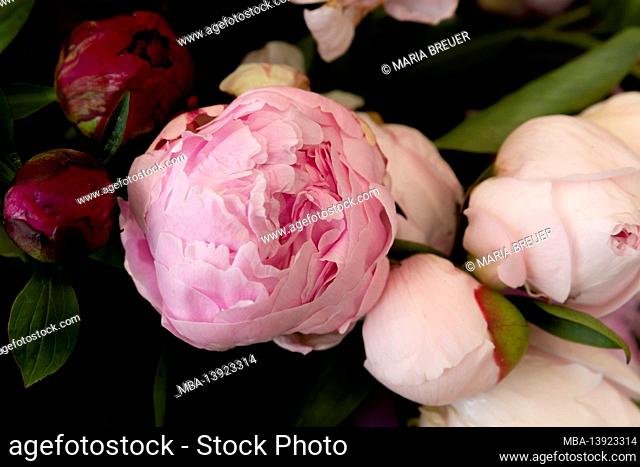 Pink and white peonies, flower hall, Inspiration Nature, State Garden Show, Ingolstadt 2020, new term 2021, Ingolstadt, Bavaria, Germany, Europe