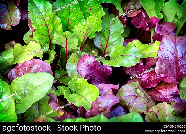 In the garden growing beets with young leaves of green and purple