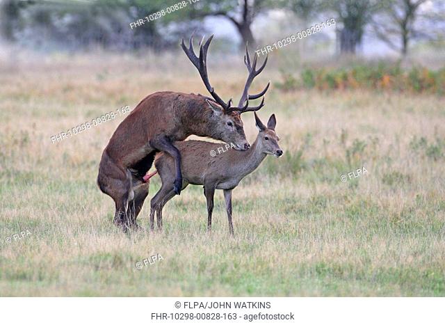 Red Deer Cervus elaphus stag mounting hind, mating, during rutting season, England, october