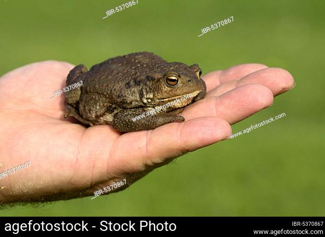 Common Toad (Bufo bufo) on human hand, Germany, Europe