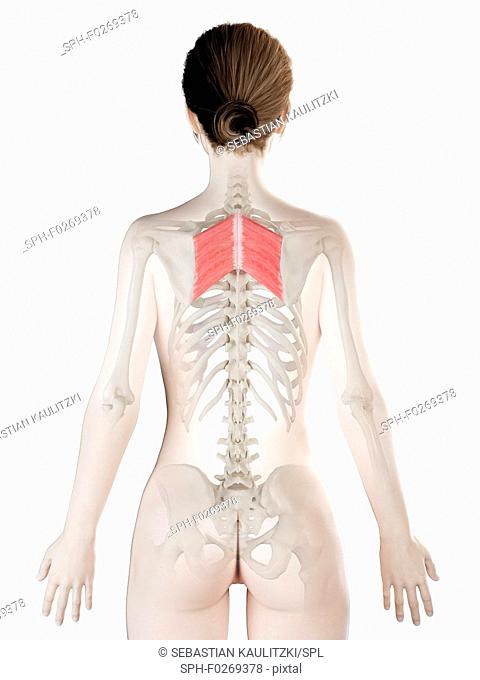 Rhomboid major muscle, computer illustration