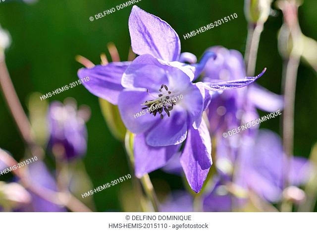 France, Doubs, Brognard, flora, common Columbine (Aquilegia vulgaris) flower against the light