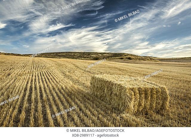 Cereal land. Tierra Estella county, Navarre, Spain, Europe