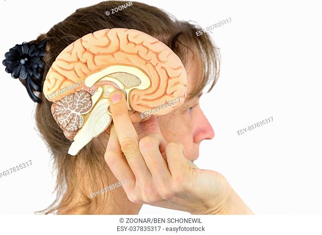 Longitudinal section human head Stock Photos and Images | agefotostock