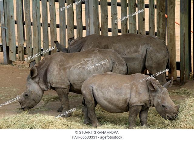 Rhinos recuperate in the rhinoceros orphanage in the Hluhluwe-Imfolozi Park located in KwaZulu-Natal province, South Africa, 15 February 2016