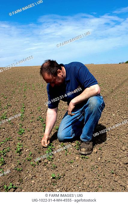Farmer inspecting Oilseed Rape crop emerging through dry soil. Hartlepool. (Photo by: Wayne Hutchinson/Farm Images/UIG)