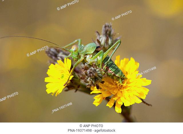 Saddle-backed Bush-cricket Ephippiger ephippiger - Niort, Deux-SÃ…vres, Poitou-Charentes, France, Europe