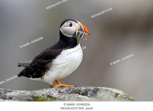 Scotland, Isle of May, Atlantic puffin, Fratercula arctica