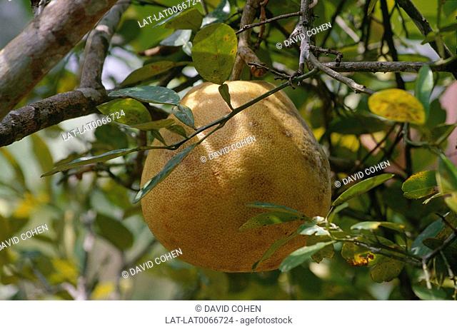 Mr Mitu's Spice Tour. Pomelo fruit hanging in tree. Large round yellow fruit