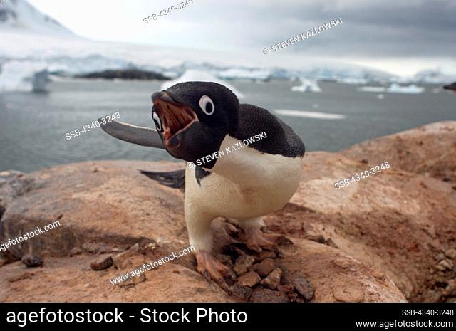 Antarctica, Antarctic Peninsula, Adelie penguin (Pygoscelis Adeliae), adult on its stone nest