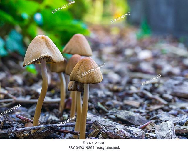 autumn season group of white dunce cap mushrooms with bell shaped caps growing together in some wood chips