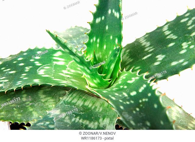 picture of aloe vera leaves detailed
