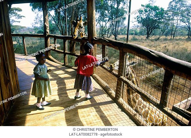Two girls on viewing platform feeding giraffes. Langatta Nature Education Centre