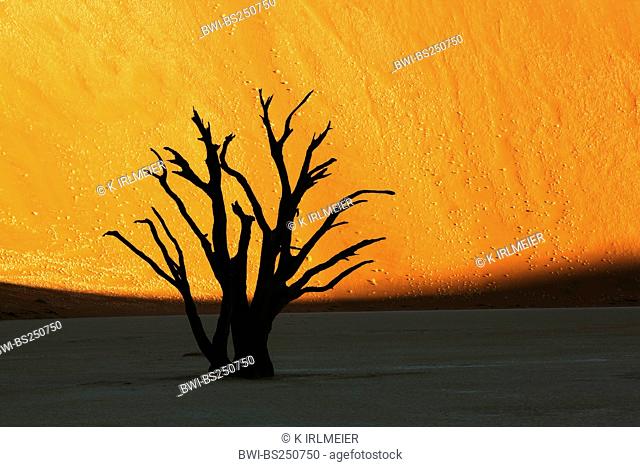 dead tree in Dead Vlei, Namibia, Sossusvlei