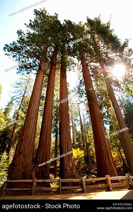 Redwood trees in Sequoia National Park in California, USA