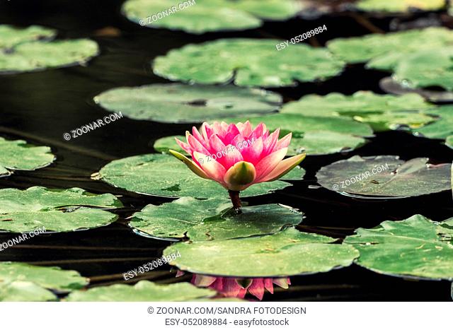 A small pond full of water lilies