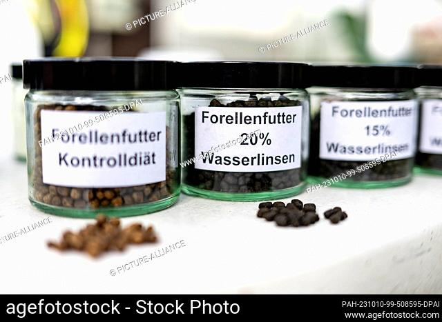PRODUCTION - 04 October 2023, Lower Saxony, Vechta: Trout feed with varying levels of duckweed, also called duckweed. Duckweed can double its biomass very...