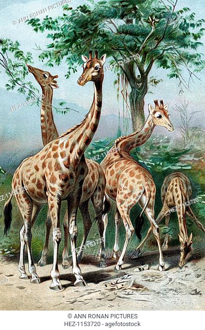 Giraffes browsing, c1885. Jean-Baptiste Lamarck (1744-1829) French naturalist, considered that the giraffe illustrated 'Transformism' (also known as Lamarckism)