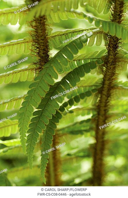 Fern, Wallich's wood fern, Dryopteris wallichiana