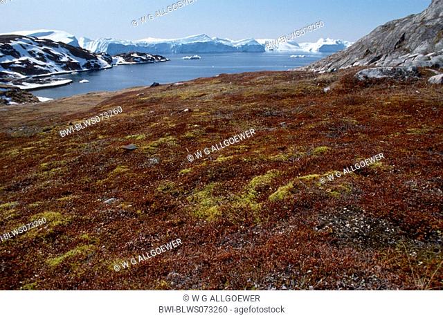 view on the Jakobshavn Icefjord, with dense vegetation on permafrost, Greenland, Sermermiut