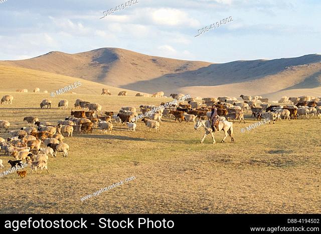 Asia, Mongolia, Hustai National Park, where Przewalski's Horse (Equus caballus przewalskii or Equus ferus przewalskii) was released in 1993 in Khustain Nuruu...