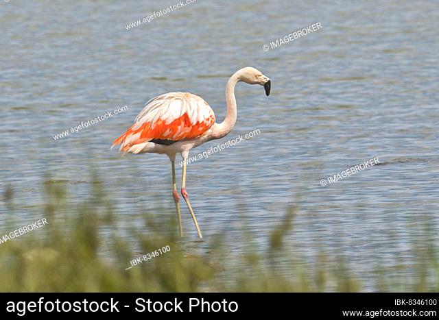 Chile flamingo (Phoenicopteris chilensis), Zwillbrocker Venn, North Rhine-Westphalia, Germany, Europe