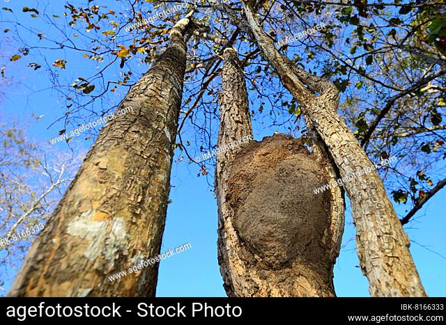 Ant nest in a branch fork, Pantanal, Mato Grosso, Brazil, South America