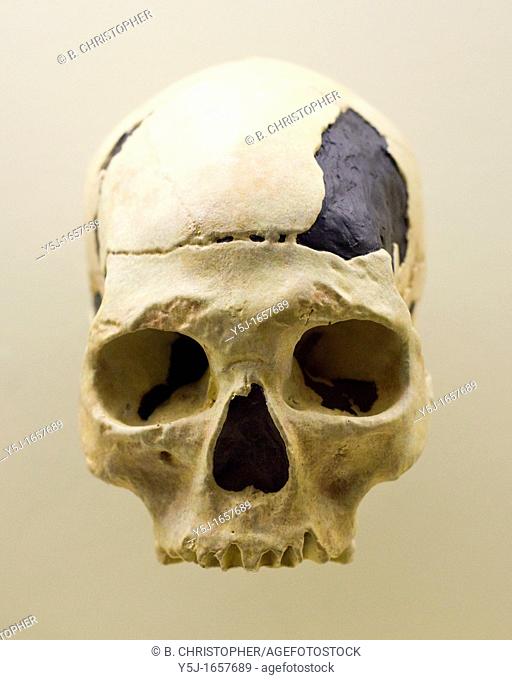 Early Homo sapien skull missing lower jaw