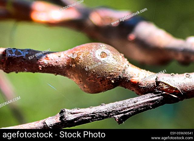 Galls on a tree branch caused by an insect