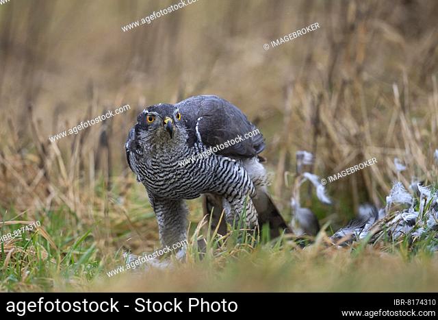 Northern goshawk (Accipiter gentilis) plucks captured crow, Bitburg, Rhineland-Palatinate, Germany, Europe
