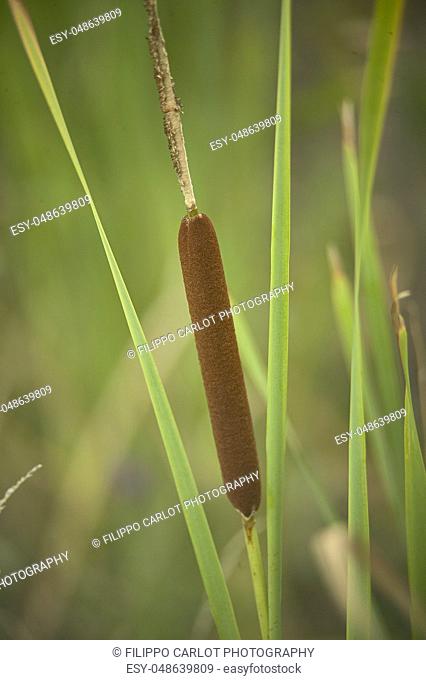 Detail of tifa plant, Typha latifolia, photographed in a pond, in northern italy, a typical plant of wet and stagnant areas