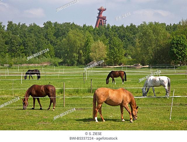 domestic horse (Equus przewalskii f. caballus), paddock in front of the shaft tower of the shaft Grillo of the shut-down coal mine Monopol, Germany