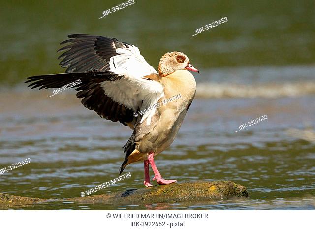 Egyptian Goose (Alopochen aegyptiacus), beating of wings, North Hesse, Germany