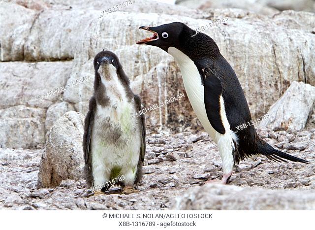 Adélie penguin Pygoscelis adeliae parents and chicks at red rock ridge below the Antarctic Circle on the Antarctic Peninsula