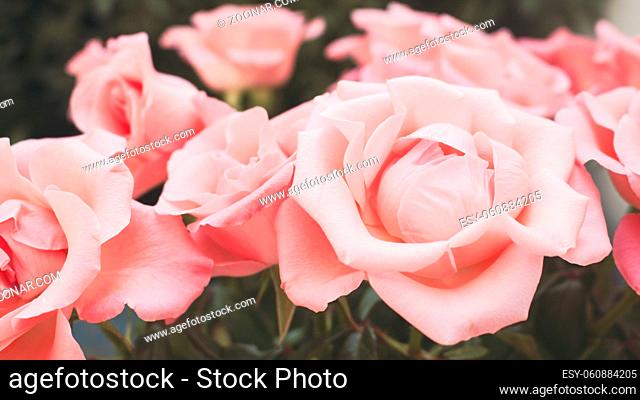 Horizontal close up photo of gorgeous light pink roses in full bloom. Shallow depth of field