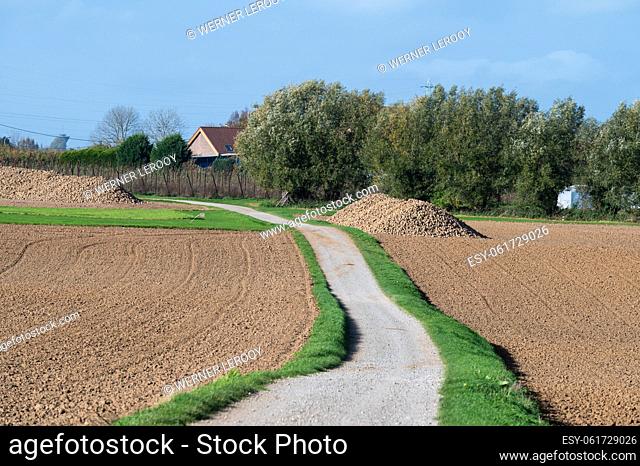 Biking trail through agriculture fields with brown soil, green crops and blue sky, Zellik, Flanders, Belgium