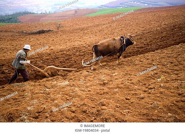 China, Yunnan Province, Dongchuan, Red Land, Farmer plowing field