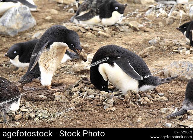 Adelie Penguin (Pygoscelis adeliae), couple at nest with nesting material, Antarctica, Devil Island, Weddell Sea, Antarctica