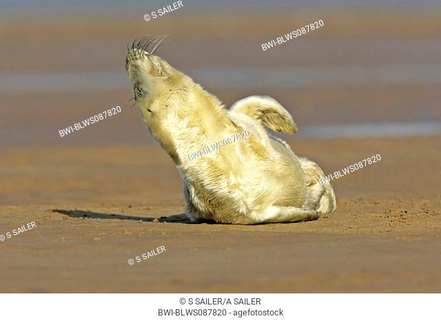 gray seal Halichoerus grypus, newborn stretching it's body on sandbank, United Kingdom, Lincolnshire, Donna Nook