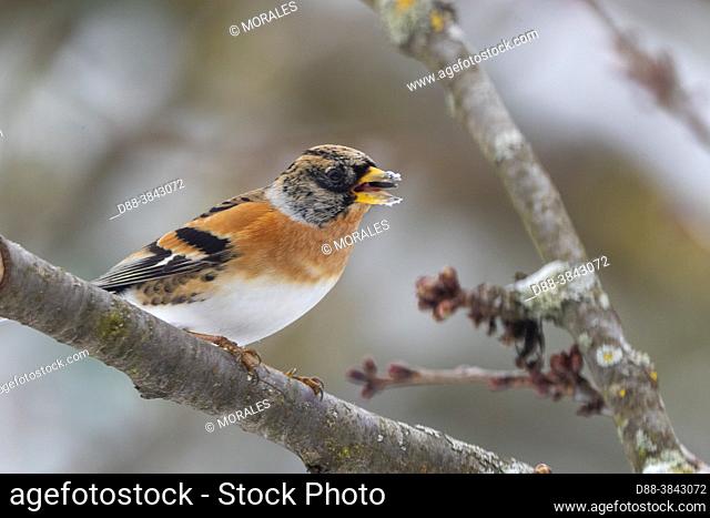 Europe, France, Alsace, Obernai, Northern chaffinch (Fringilla montifringilla), male posed in a cherry tree in winter with snow