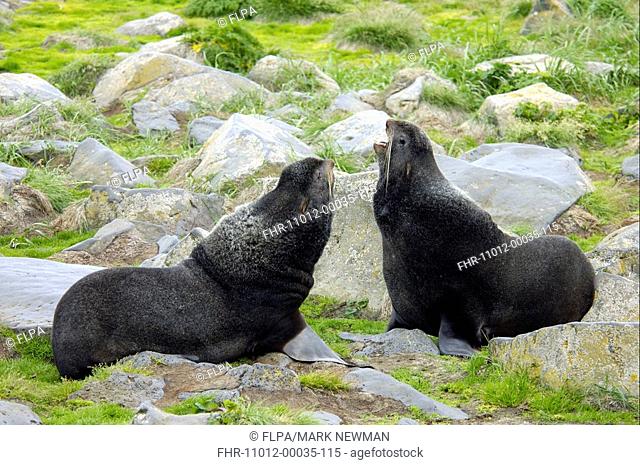 Northern Fur Seal Callorhinus ursinus Males fighting, Saint Paul Island, Pribilof Islands, Alaska, U S A