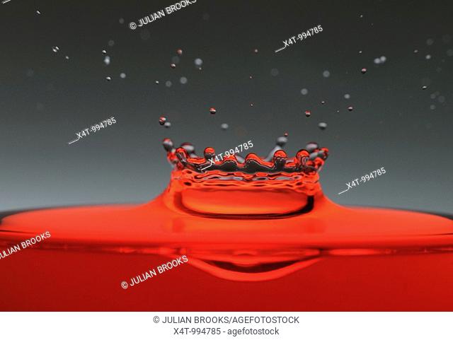 A drop of red water forming a coronet as it splashes into a glass full of liquid, backlit for contrast