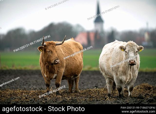 30 January 2020, Brandenburg, Oberkrämer: Two cattle stand in front of the backdrop of the church of Schwante on a pasture in gloomy winter weather