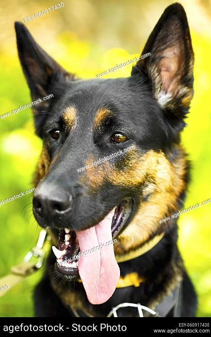 German Shepherd Dog Close Up Portrait