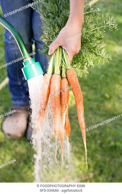 A woman washing carrots with a garden hose